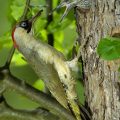 Grünspecht - Green Woodpecker