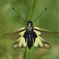 Libellen-Schmetterlingshaft - European Owlfly