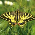 Schwalbenschwanz (Papilio machaon) Swallowtail
